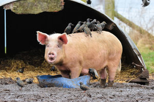 The farm is 100% organic