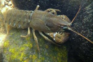 Supporting image for story: Crayfish need help to claw back rivers