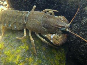 Supporting image for story: Crayfish need help to claw back rivers