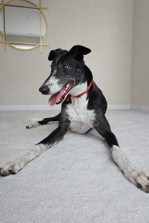 Could you be the family Creed is wishing for?