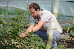 Dave Du Cros tends to his cucumbers