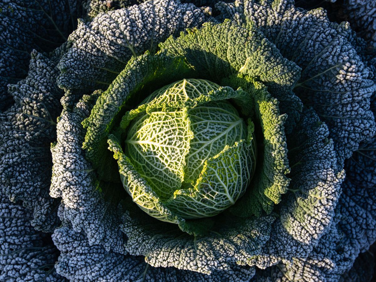 Cabbage divination and turnip lanterns revived ahead of Halloween