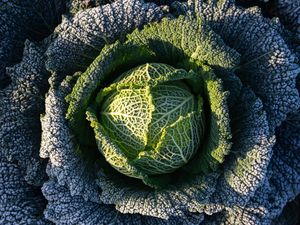 Supporting image for story: Cabbage divination and turnip lanterns revived ahead of Halloween