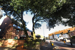 The massive tree, from which part of it fell at Priory Court, Waterloo Road, Wolverhampton, opposite the Molineux Stadium