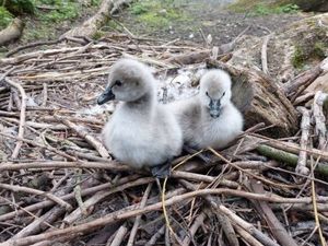 Supporting image for story: Adorable baby black swans hatch at Dudley Zoo