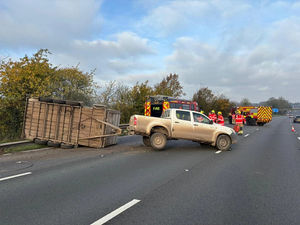 Supporting image for story: Cattle rescued after being involved in motorway crash near Stafford