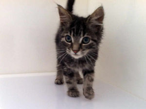 Supporting image for story: Different kind of cat found under bonnet of car in Telford