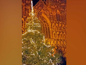 Supporting image for story: Hospice lights ripped off Christmas tree by cruel yobs