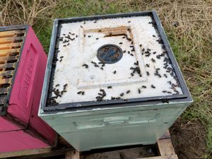 Supporting image for story: Beekeeper heartened by community support after bees wiped out in vandal attack
