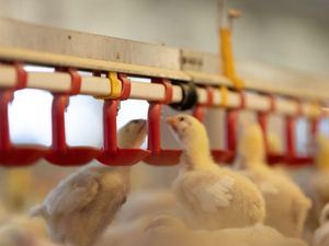 Supporting image for story: Investing in technology could stop heat stress reaching critical level 