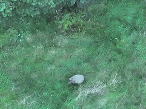 Supporting image for story: Everything we know about Cinnamon - the missing Telford capybara on the loose for a week
