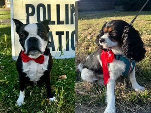 Supporting image for story: Dogs rock bows and rosettes at polling stations on election day