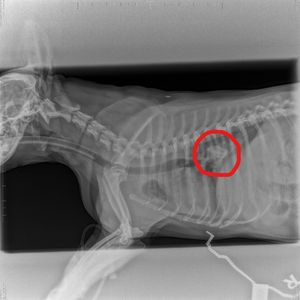 The bone lodged inside Alfie