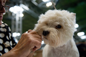 A West Highland Terrier dog is groomed for show at the Birmingham National Exhibition Centre (NEC) during the final day of the Crufts Dog Show. PA Photo. Issue date: Sunday March 8, 2020. See PA story ANIMALS Crufts. Photo credit should read: Jacob King/PA Wire.