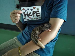 Supporting image for story: Baby pangolin named Hope nursed back to health after being found on road