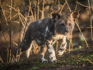 Supporting image for story: Watch: These African painted dog pups born at Chester Zoo are as adorable as they are rare