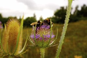 Supporting image for story: Shropshire hayfever hell as heat and pollen level rises