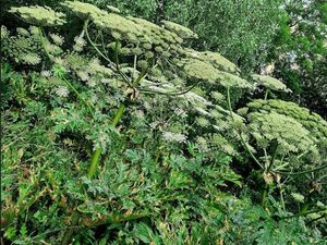 Supporting image for story: 'Children are particularly vulnerable': Residents warned about plant that causes scars and blisters
