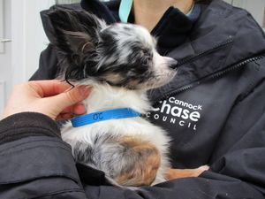 Supporting image for story: 60 dogs seized from Cannock house to be rehomed next month