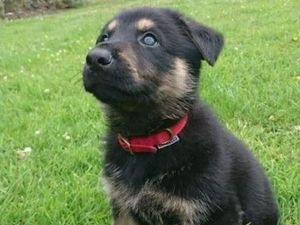 Supporting image for story: Could you help raise a furry crime-fighter? Police dog fosterers wanted in West Midlands