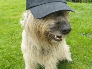 Supporting image for story: Birmingham Dogs Home Urges People To Get Involved In ‘Spring Into May’ Fundraising Challenge