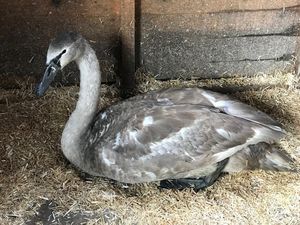 Supporting image for story: Swan left wounded after being shot by crossbow bolt