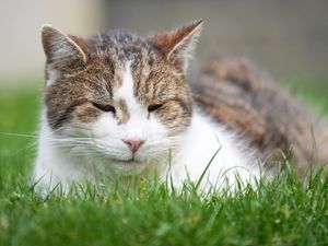 Supporting image for story: Charity warns of rise in people using harnesses to take cats outside