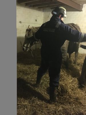 Chance the horse back in his stable after his ordeal. Photo: Shropshire Fire and Rescue Service.