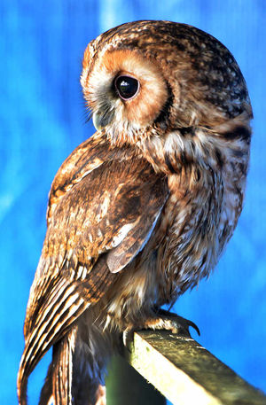 It took four days for the owl to eat