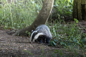 Snack time! Photo: JaysCaptures
