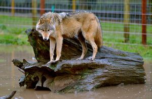 Wolf Lycan