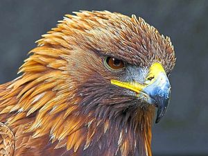 Supporting image for story: Peter Rhodes: The Easter what?