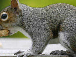 Supporting image for story: Agency warns of threat to flows