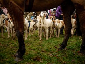 Supporting image for story: Ban on shock collars and trail hunting among Government’s animal welfare plans