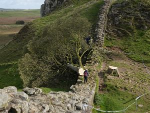 Supporting image for story: Minimum age of Sycamore Gap tree confirmed by scientists after illegal felling
