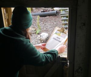 A member of staff visits the arctic foxes