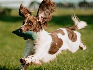 Supporting image for story: Magical fun at Midland Game Fair - with pictures