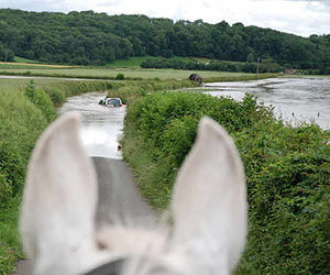 Another hoseback view of the flooding around Eastham, Tenbury Wells. Photo: Frances Meier.