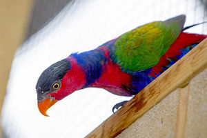 The black capped lory settling into its new home at Dudley Zoo