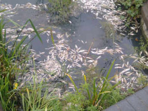 Supporting image for story: Canal pollution has spread eight miles