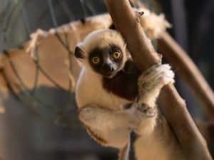 Supporting image for story: Watch as zoo's rare new baby lemur announces itself to the world