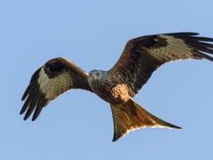 Supporting image for story: Bird of prey killings claim called into question