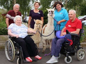 Supporting image for story: Alpacas make home visit