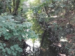 Hurley Brook seen through the trees in Leegomery. Picture: LDRS