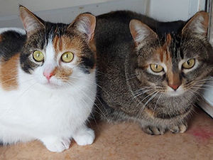 Supporting image for story: Death of owner left three cat sisters in need of a purr-fect new home