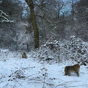 Barbary macaques enjoying the snow at Trentham Monkey Forest