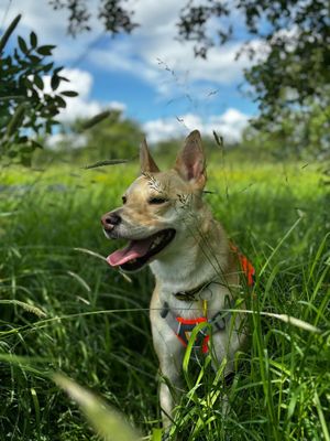 Supporting image for story: Dogs Trust Shrewsbury hopes to sniff out green fingered dog lover