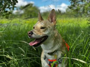 Supporting image for story: Dogs Trust Shrewsbury hopes to sniff out green fingered dog lover
