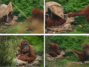 Supporting image for story: Watch: Cheeky ape shows pester power