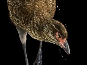 Supporting image for story: Oldest fossil of modern bird identified by scientists